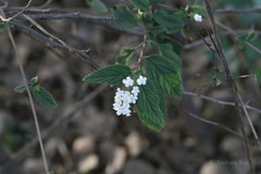 Lantana indica